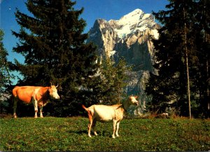 Switzerland Alpendyll bei Grindelwald Blick ayf Wetterhorn 1993
