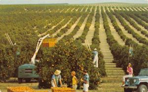 GOLDEN HARVEST~FLORIDA ORANGE GROVE~JEEP JEEPSTER~MODERN EQUIPMENT POSTCARD