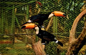 California San Diego Zoo Toco Toucan