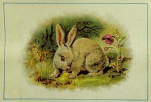 Bardwell's Q. R. Quack Medicine Dispepsia Adorável Floresta de Coelho P93-