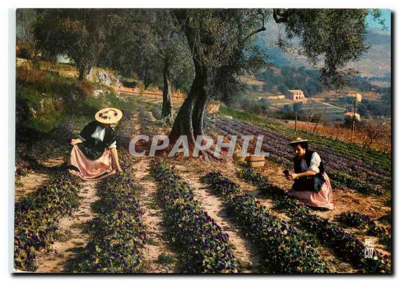 Postcard Modern Landscapes of France Riviera violets Picking Tourrettes Alpes...