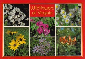 Virginia Keysville Wildflowers Of Virginia Series