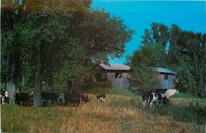 Addison County Vermont~Cows Grazing by Old Covered Bridge in N Ferrisburg 1960s