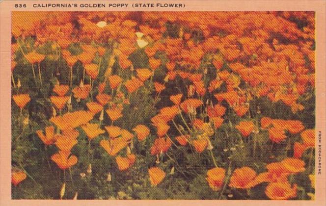 California State Flower Golden Poppy