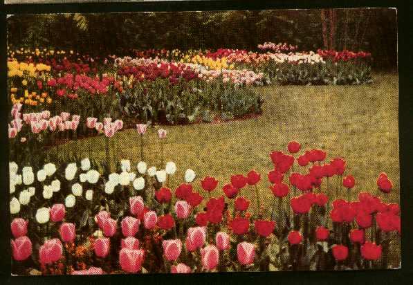 View Of A Tulip Garden, Netherlands - Used 1955 - Some Wear