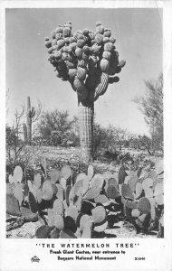 Arizona 1948 Saguaro National Monument Watermelon Tree Frasher RPPC 4718