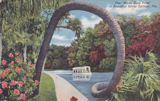 The Horse Shoe Palm At Beautiful Silver Springs Florida 1944