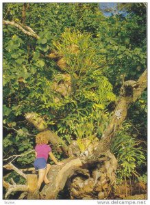 Northern Elkhorn at Pilgrim Sands, Cape Tribulation, Queensland , Australia ,...