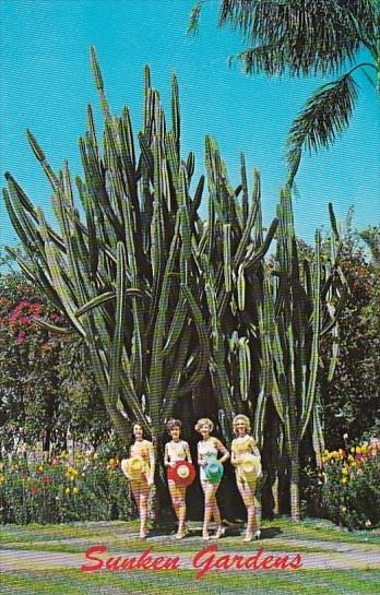 Florida St Petersburg Beautiful Sunken Gardens Giant Pipe Organ Cactus