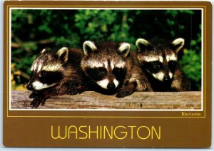 M-77982 Three Little Racoons Washington