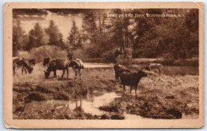 Postcard - Down On The Farm - Bloomingburg, New York