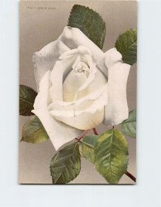 Postcard White Rose Vintage Print