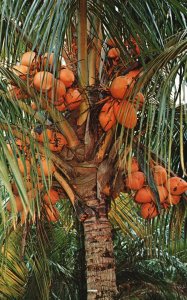 Vintage Postcard 1980's Coconut Palm Trees Sightseeing Regal Splendor Florida FL