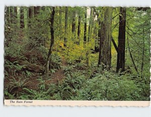 Postcard The Rain Forest, Boiling Grove at Elk Creek, Avenue of the Giants, CA