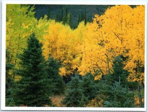 Postcard - Aspen And Evergreens - Alaska