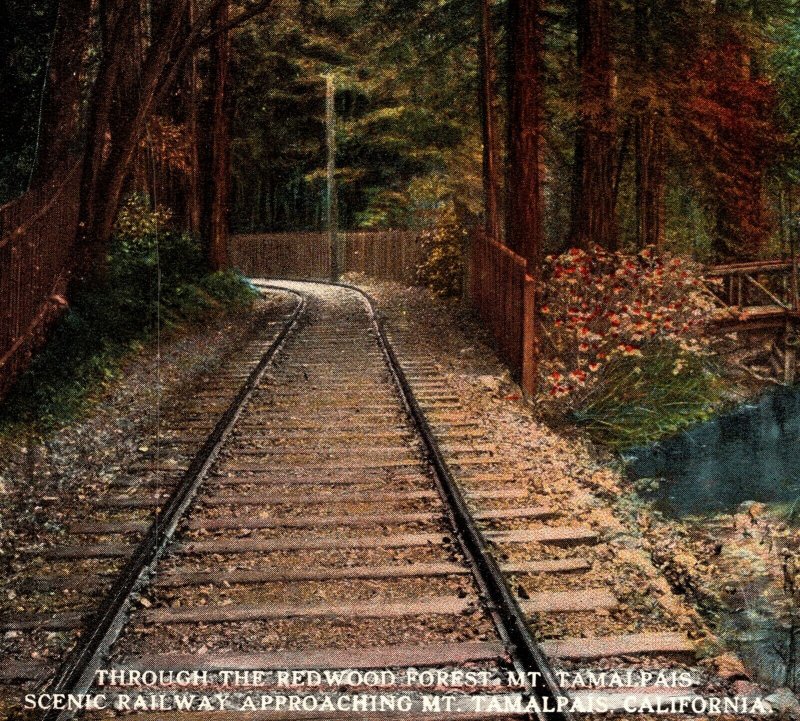 Through The Redwood Forest Mt Tamalpais Scenic Railway California Postcard