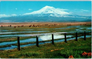 Mount Shasta Extinct Volcano California Postcard