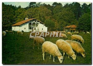 Postcard Modern House Miner Sheep breed of Landes