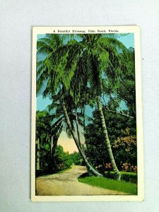 Vintage Postcard A Beautiful Driveway Palm Beach FL Florida Palm Trees