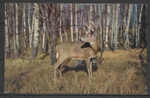 Buck Deer - Sensing Danger - [MX-559]