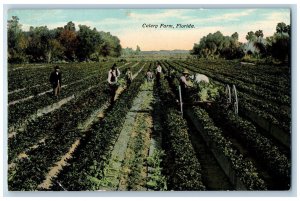 Palm Beach County Florida FL Postcard Bryant Greenwood Celery Farm c1910 Vintage