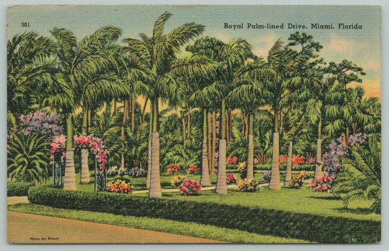 Miami Florida~Royal Palm-Lined Drive~1940s Linen Postcard
