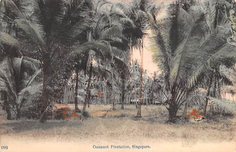 Singapore Old Vintage Antique Post Card Cocoanut Plantation Unused