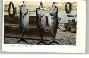 Tuna Catch Santa Catalina Avalon Area c1910 Postcard