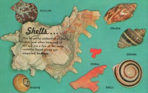 Shells Collection Used for Bartering Magpie Snell Crown Vintage Postcard