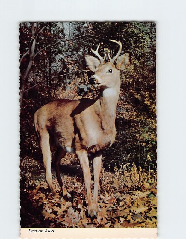 Postcard Deer on Alert
