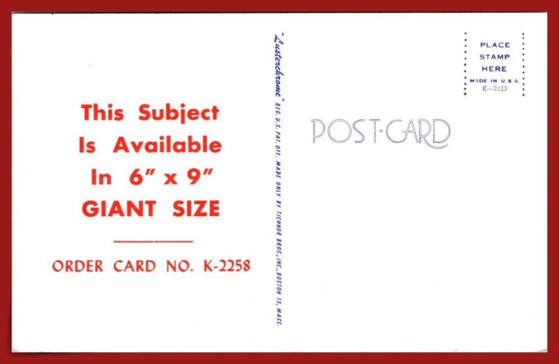 Birch Trees - Nature Landscape - Lusterchrome Sample - [MX-1021]