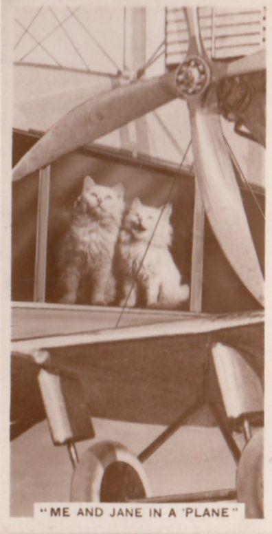 Cat Cats Stuck In A Plane German Antique Real Photo Cigarette Card