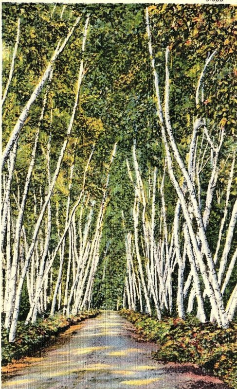 1935 MAINE SILVER BIRCHES UNPOSTED LINEN POSTCARD P698