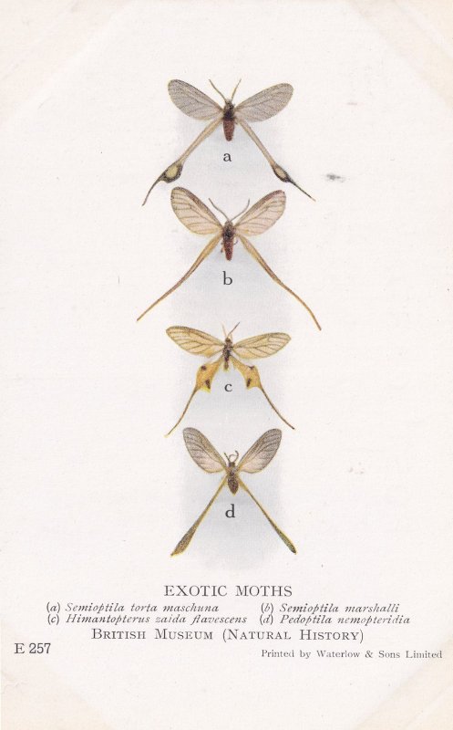 Semioptila Torta Himantopteridae African Exotic Moths Postcard