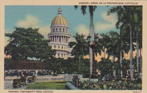 Cuba Havana Fraternity Tree and Capitol Building Curteich