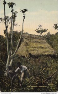 Panama Wild Natives and Their Home