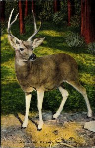 Vtg 1940s A Wild Buck Deer Big Basin California CA Unused Linen Postcard