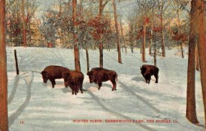 DES MOINES IA~BUFFALO IN GREENWOOD PARK-WINTER SCENE~1908 MENDSEN PUBL POSTCARD