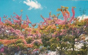 Hawaii Beautiful Pink Shower Tree 1967