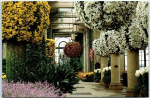 Postcard - Chrysanthemums, Main Conservatory, Longwood Gardens - Pennsylvania