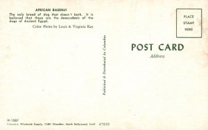 Vintage Postcard African Basenji Breed Doesn't Bark Ancient Egypt Descendants