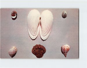 Postcard Shells, Myrtle Beach, South Carolina