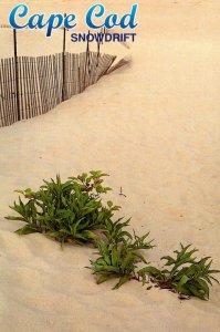 Massachusetts Cape Cod Snowdrift