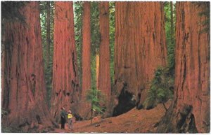 US California - Sequoia National Park, The House Group.  Unused.