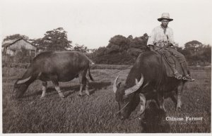 China Chinese Farmer With Oxen Real Photo