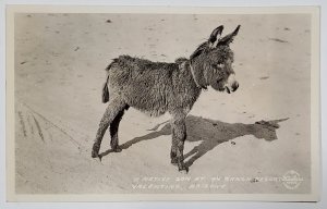 Valentine Arizona Donkey A Native Son at 7-V Ranch Resort Frashers Postcard C24