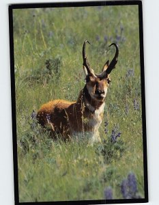 Postcard A Pronghorn Buck, Montana