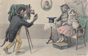 Animals Anthropomorphic Monkey Taking Photograph Cat Family 1905 postcard B920