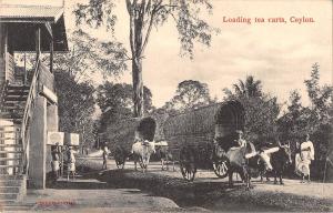 BR100277 loading tea carts ceylon sri lanka chariot types folklore costumes