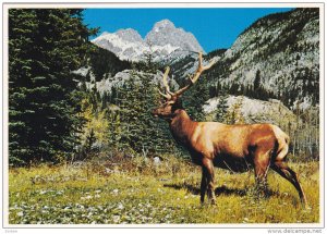 Rocky Mountain Wapiti or Elk, Canadian Rockies, CANADA, 50-70's